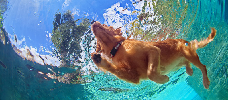 Are Pools a Safe Place for Dogs?